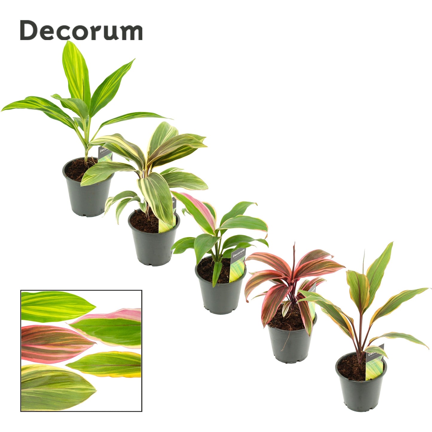 Cordyline Gemengd Special