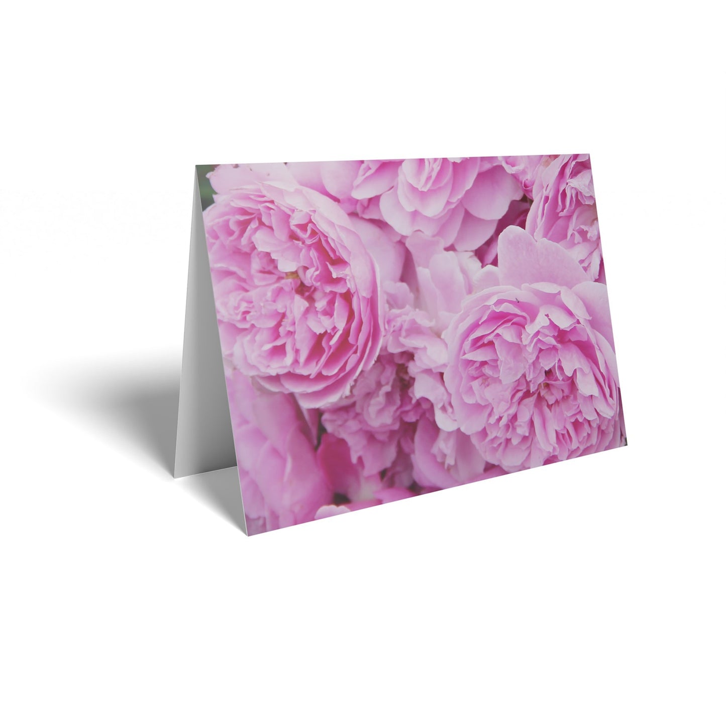 Full Pink Roses Folded Card with Care Info (pack of 25)