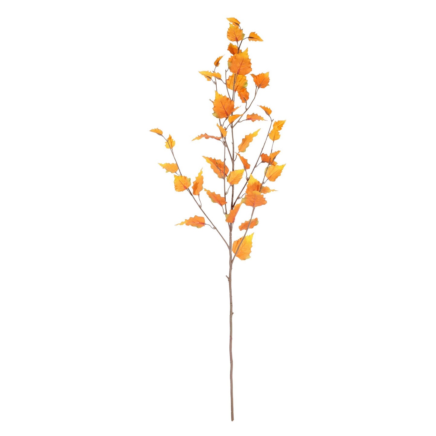Yellow Glamis Birch (96cm)