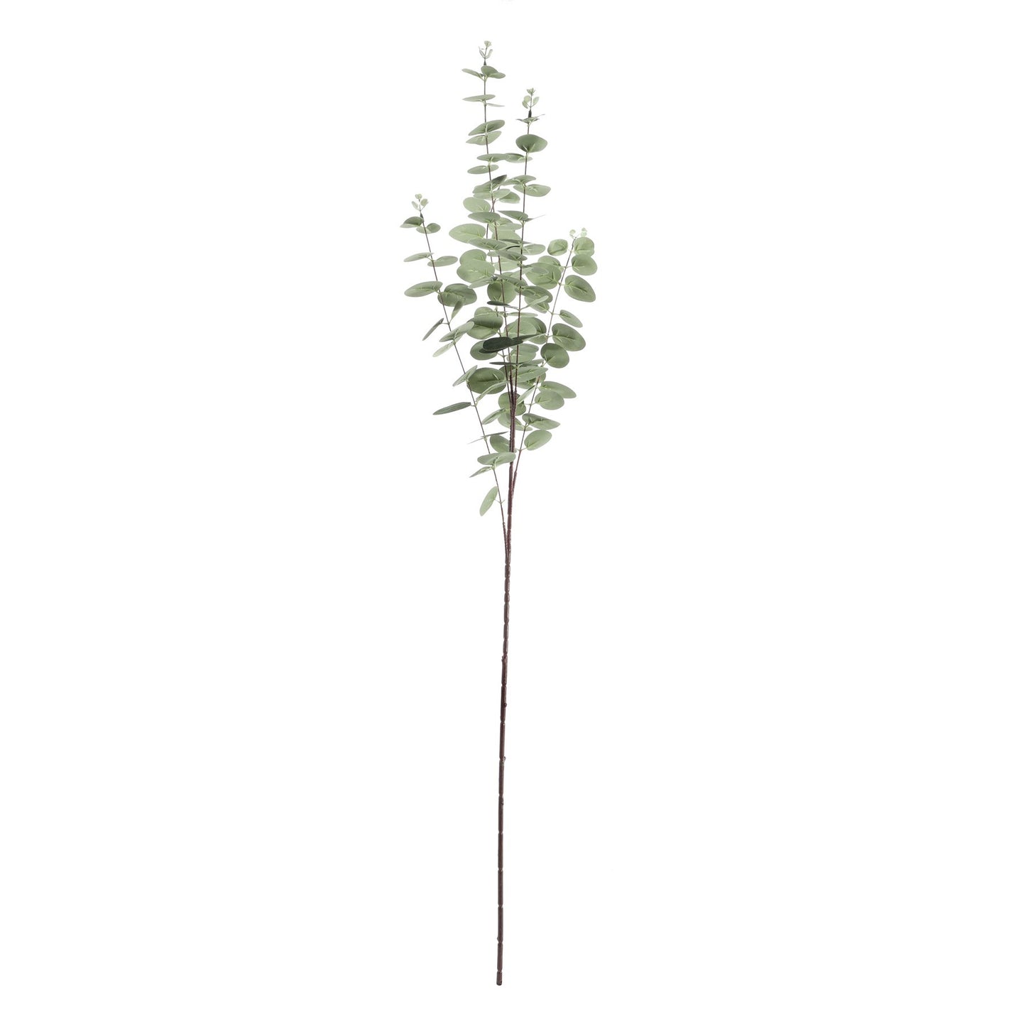 Grey/Green Eucalyptus Stem