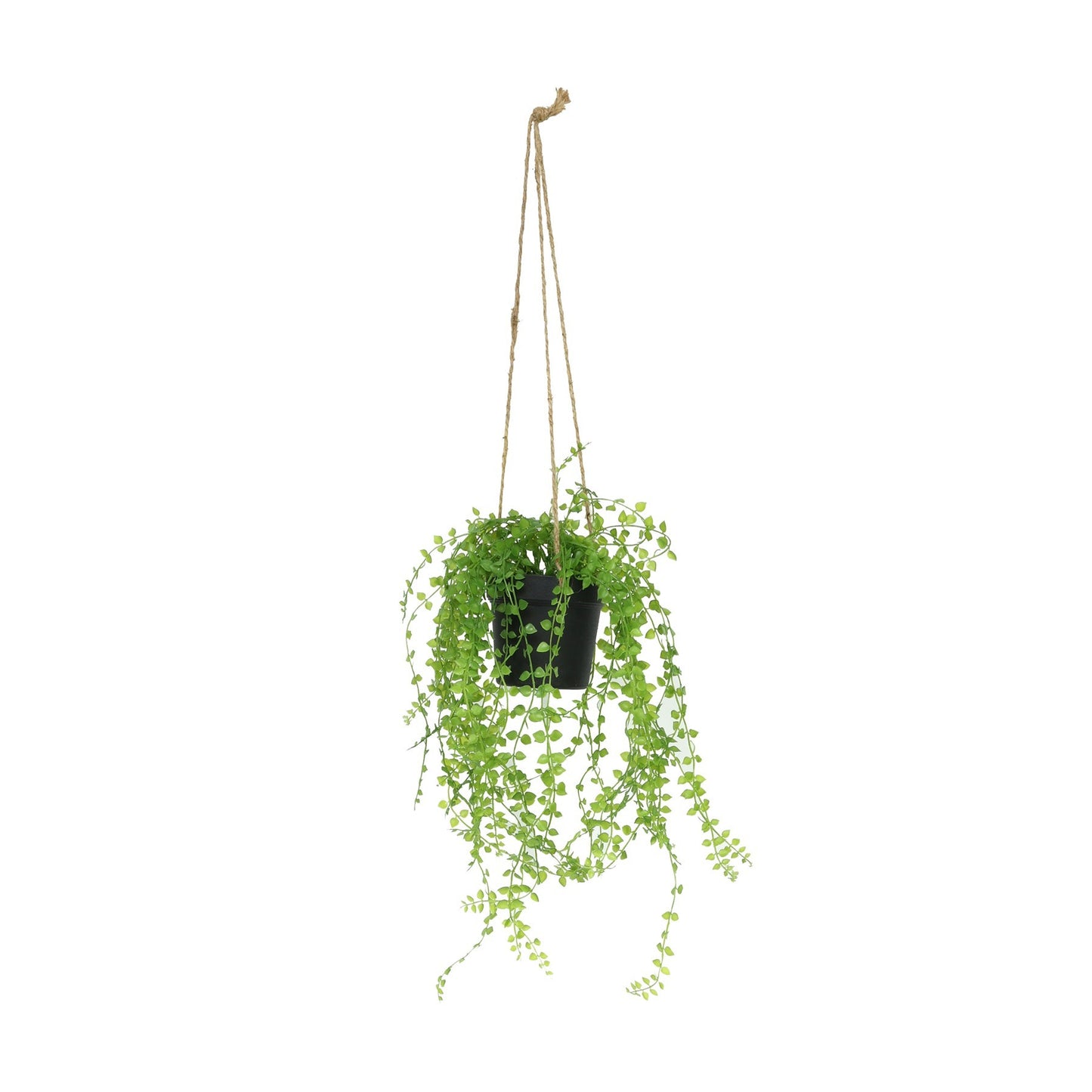 Botanica Hanging Mini Trail Plant