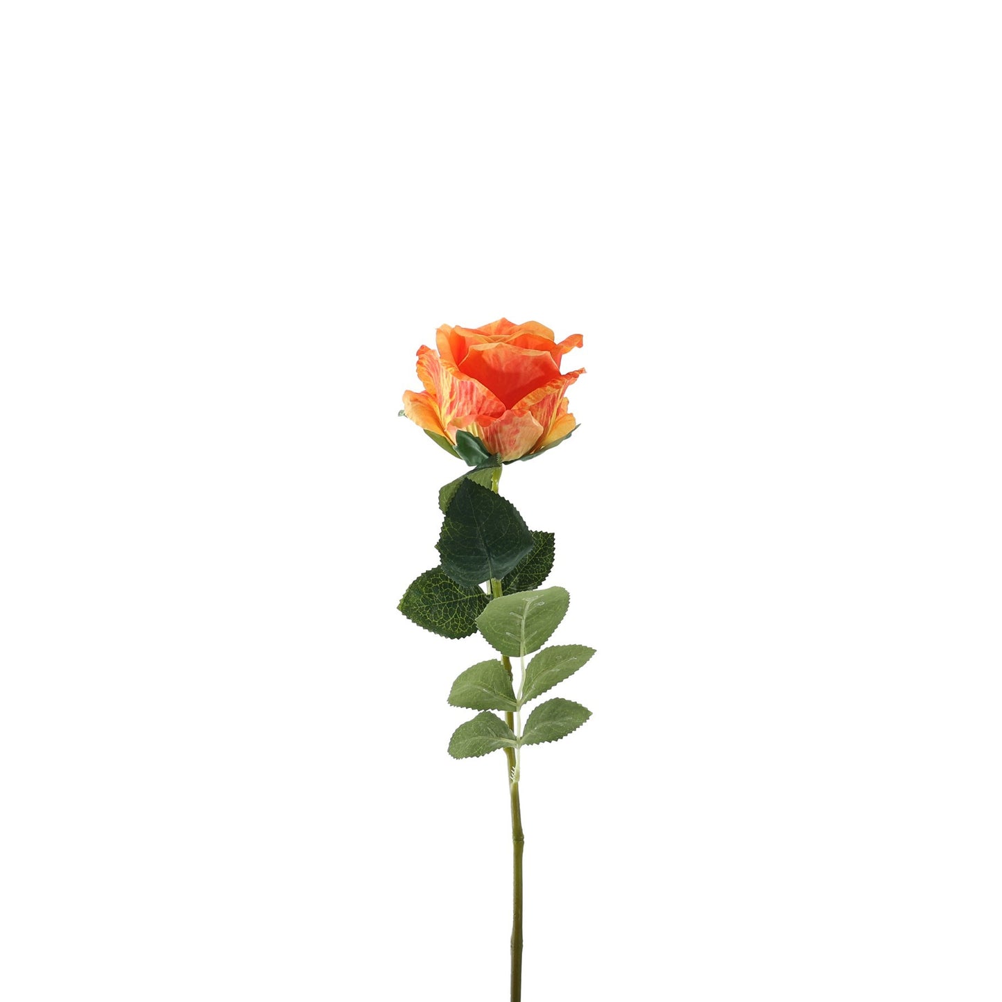 Essential Orange Garden Rose