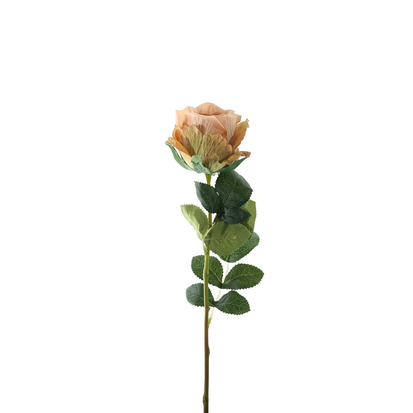 Essential Vintage Nude Garden Rose