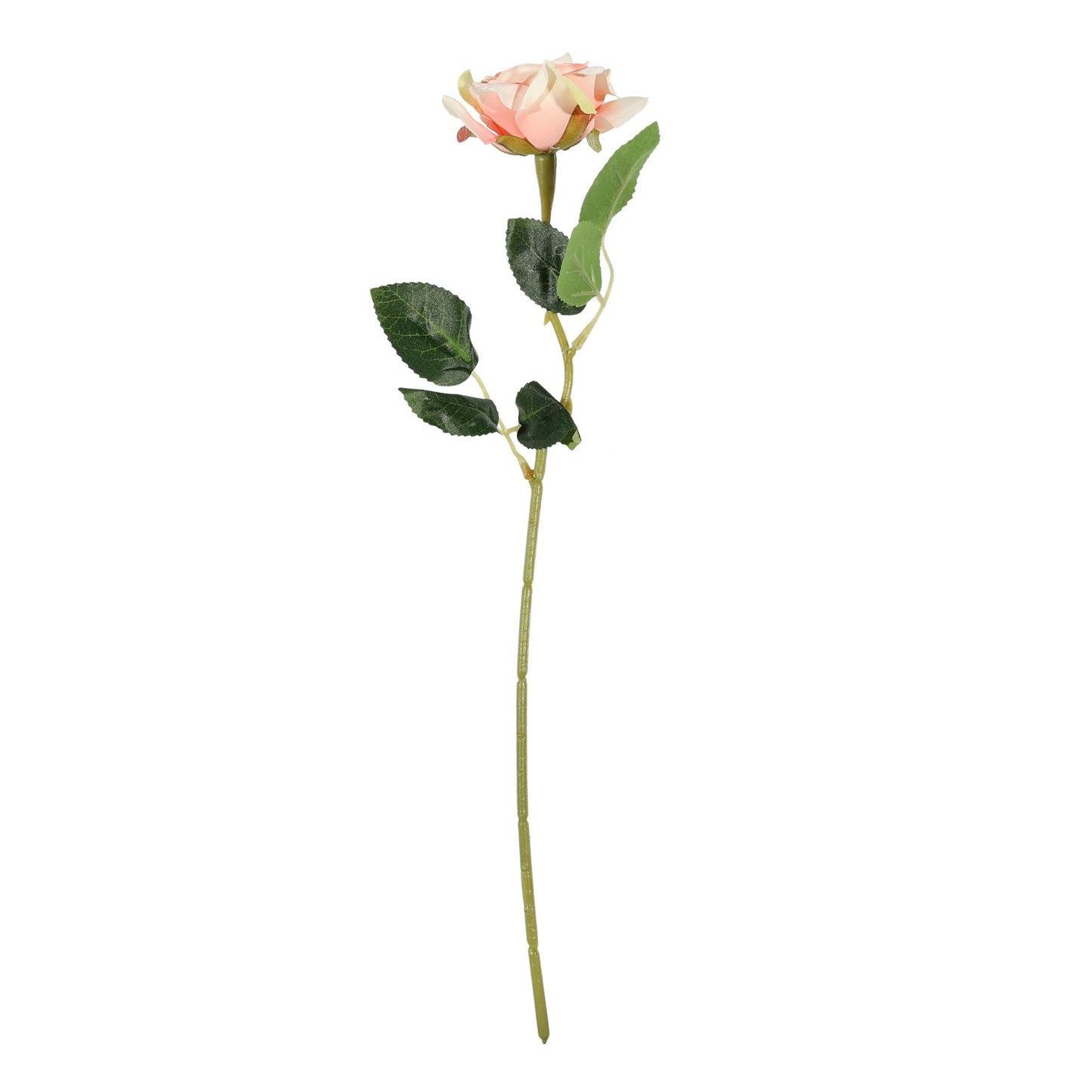 Essential Peach Rose