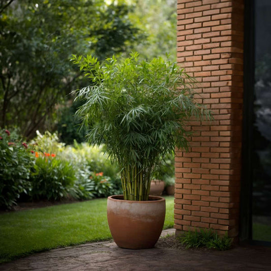 Dragonhead Bamboo - 3 pcs. - Fargesia rufa - Height 25-40cm - ⌀13cm
