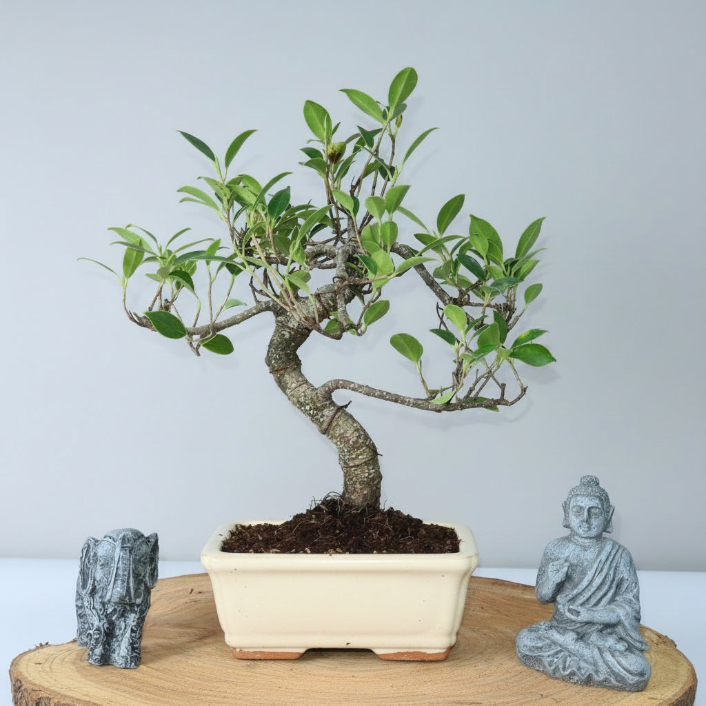 Ficus Microcarpa (Banyan Fig) Indoor Bonsai Tree | Shaped | In 15cm Pot