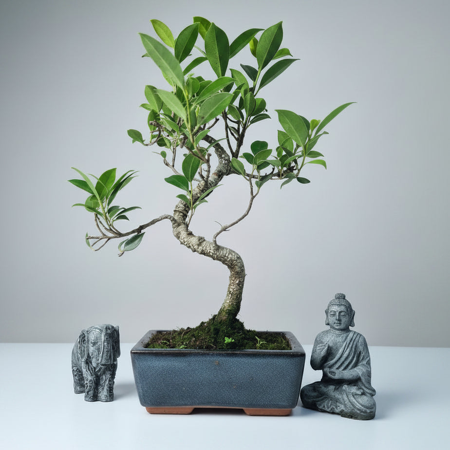 Ficus Microcarpa (Banyan Fig) Indoor Bonsai Tree | Shaped | In 15cm Pot