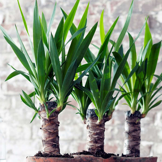 Common Yucca - 6 pcs. - Yucca elephantipes - Height 50-60cm - ⌀14cm