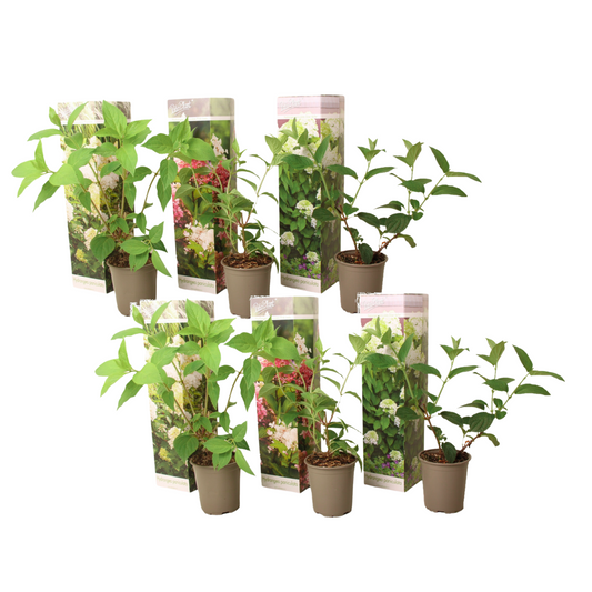 Hortensia - 6 pcs. - Hydrangea paniculata - Height 25-35cm - ⌀9cm