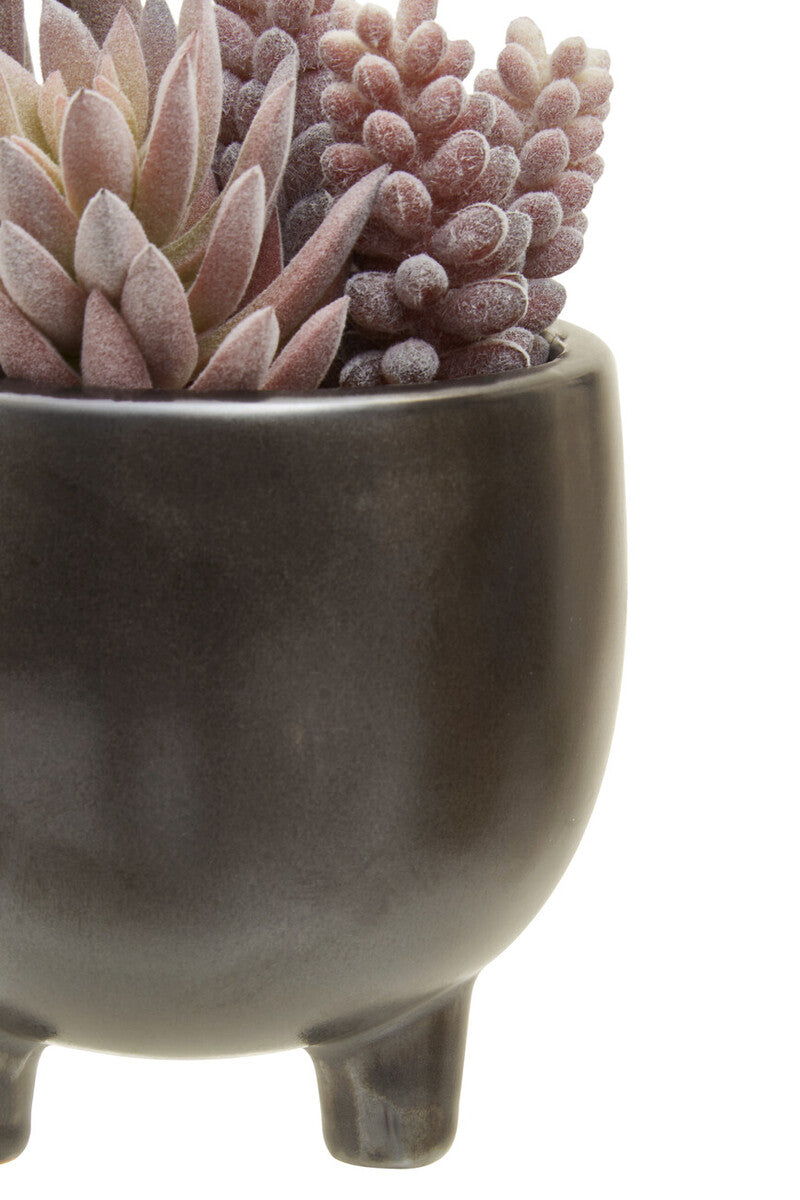 Mixed Succulents in Ceramic Pot | Fiori