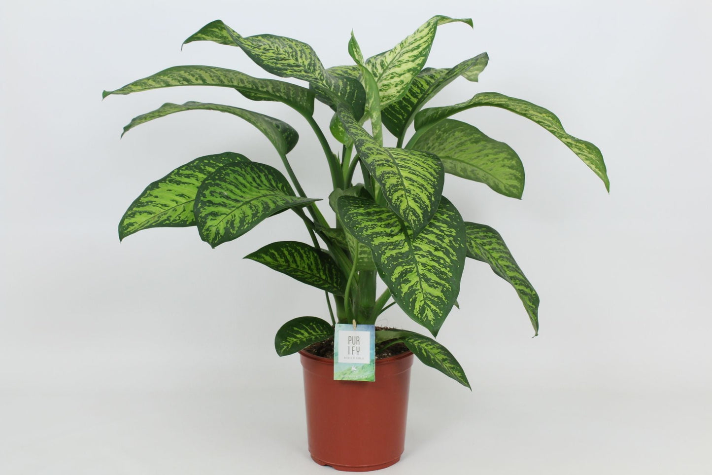 Dieff Tropic Jewel