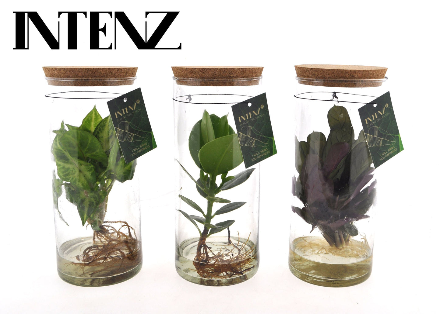 Opm Intenz Gemengd Glas Tube Medium