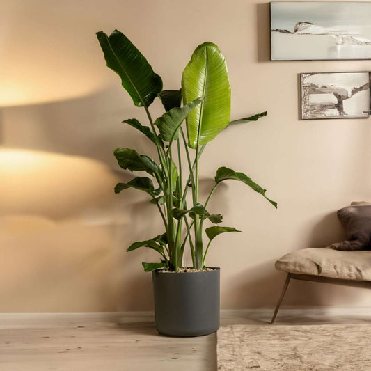 Giant Bird of Paradise - Strelitzia nicolai - Height 55-70cm - ⌀17cm