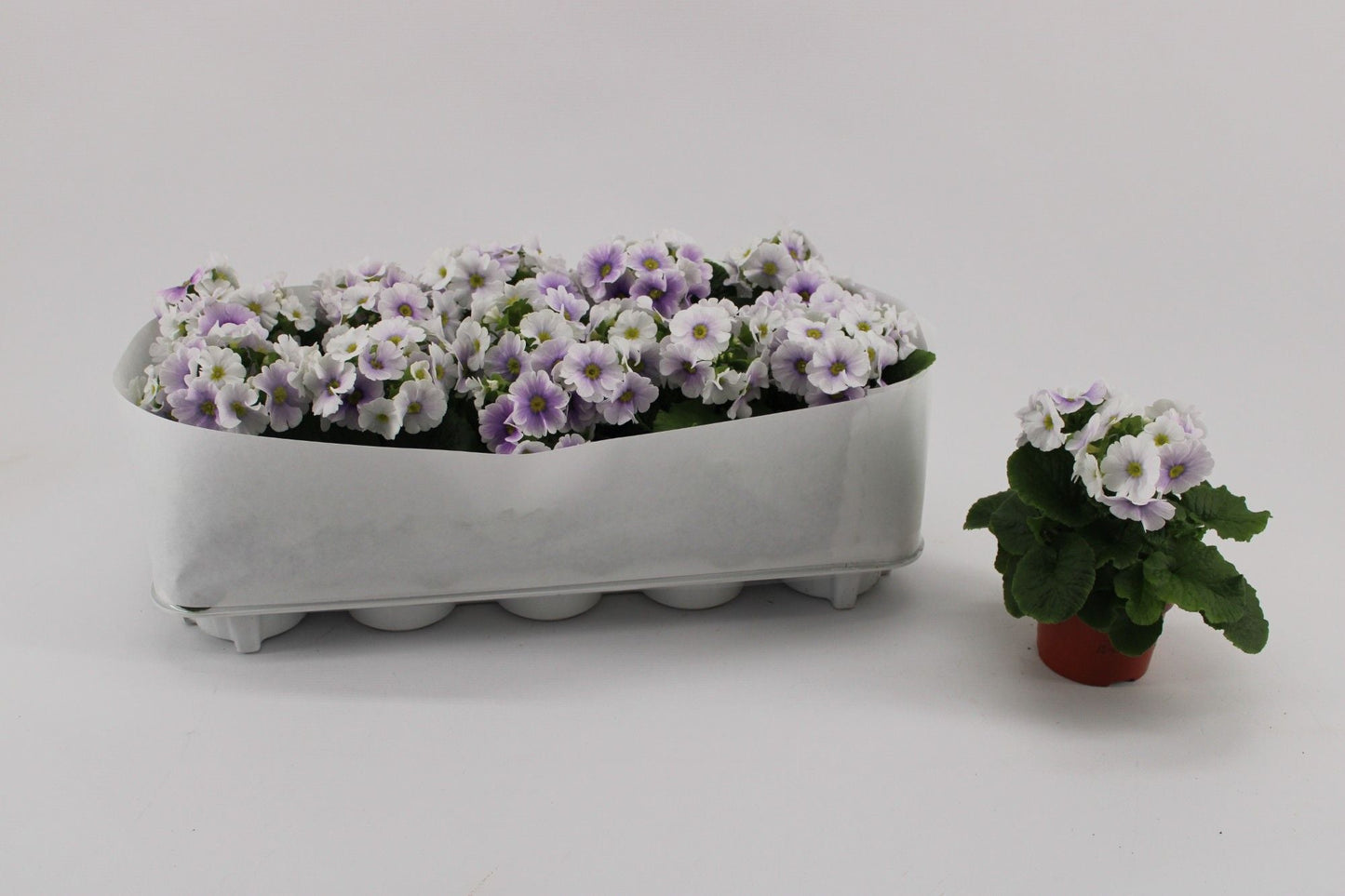 Primula Ob Blue White