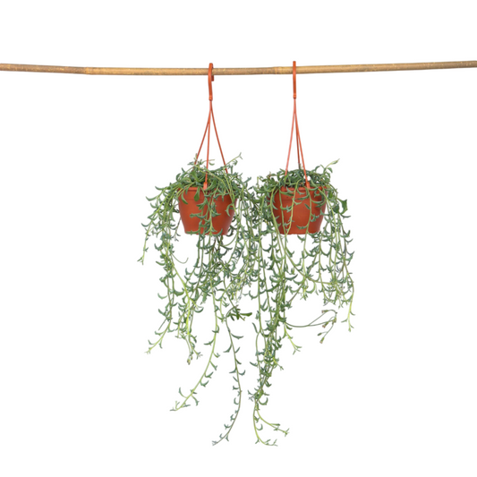 String of Dolphins - 2 pcs. - Senecio peregrinus - Height 10-20cm - ⌀12cm