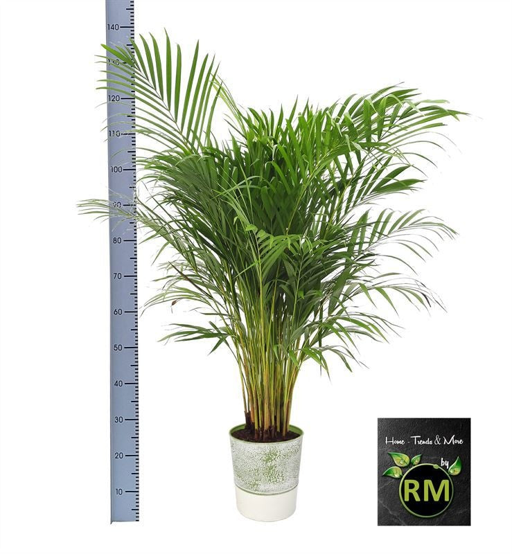 Dypsis Lutescens Zink Pot