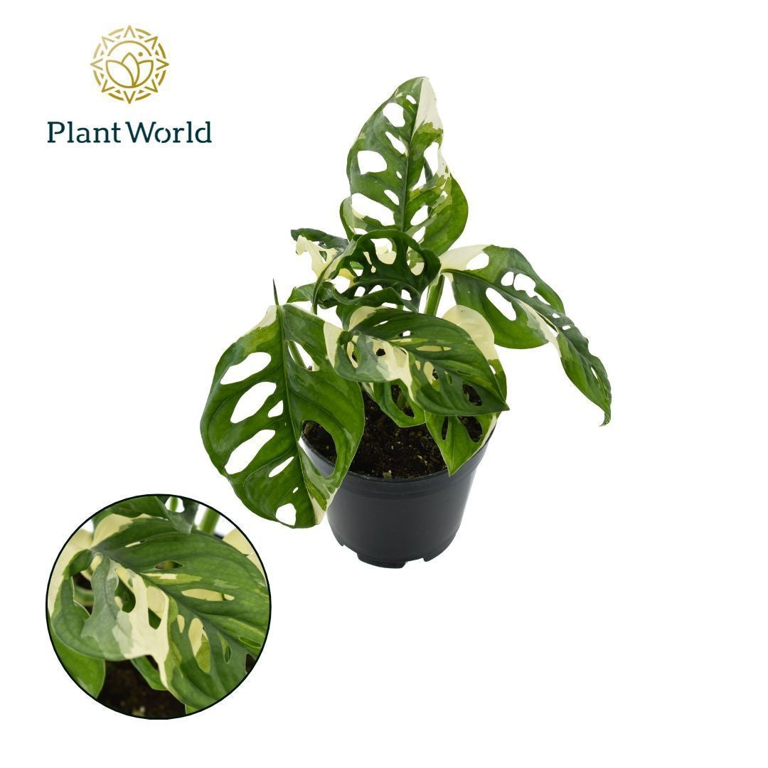 Monstera Ob Monkey Japanese Tricolour