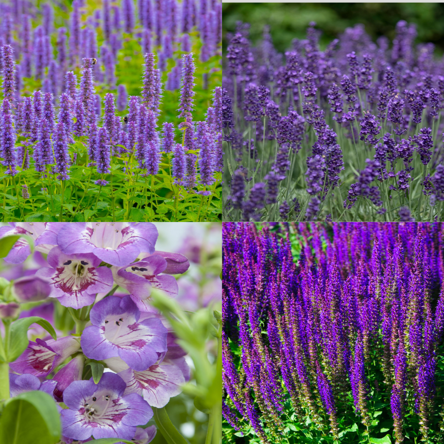 4 x Purple Flowering Perennials €“ 9cm Pots