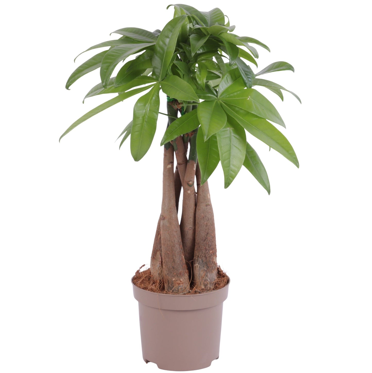 Pachira Aquatica