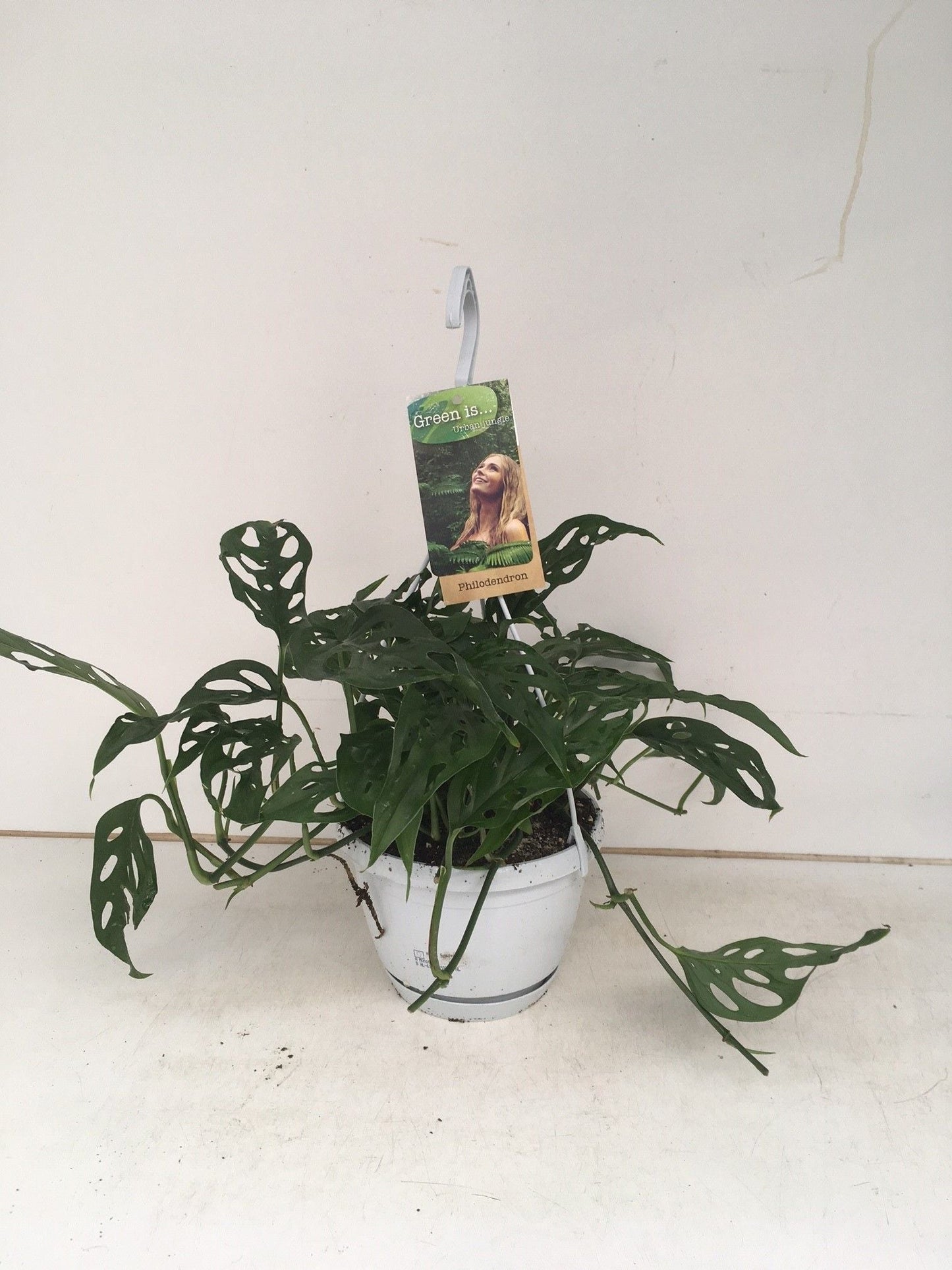 Monstera Obliqua