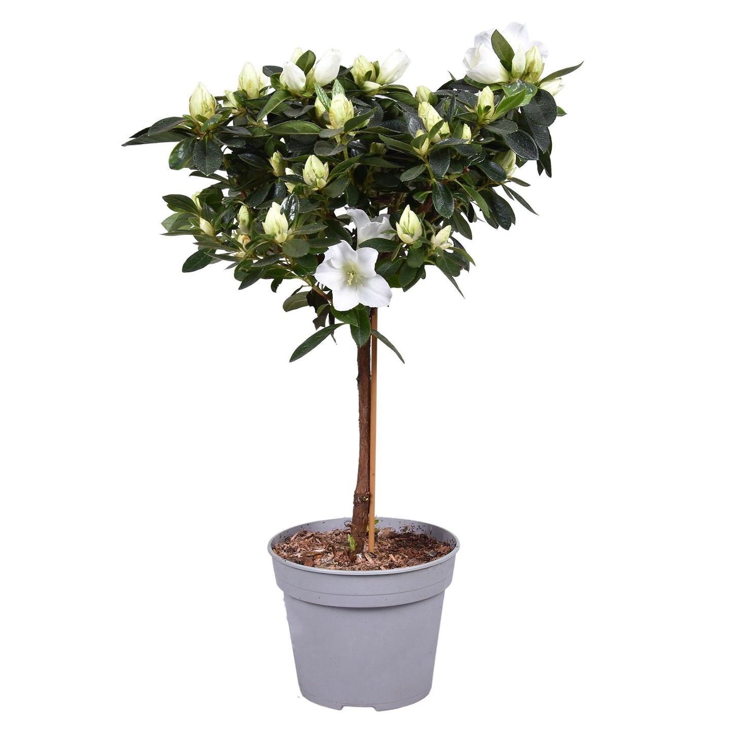 Rhodo Si Wit Stam