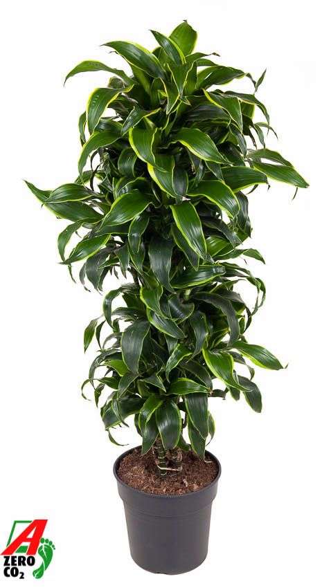 Dra Fr Dorado Vertakt