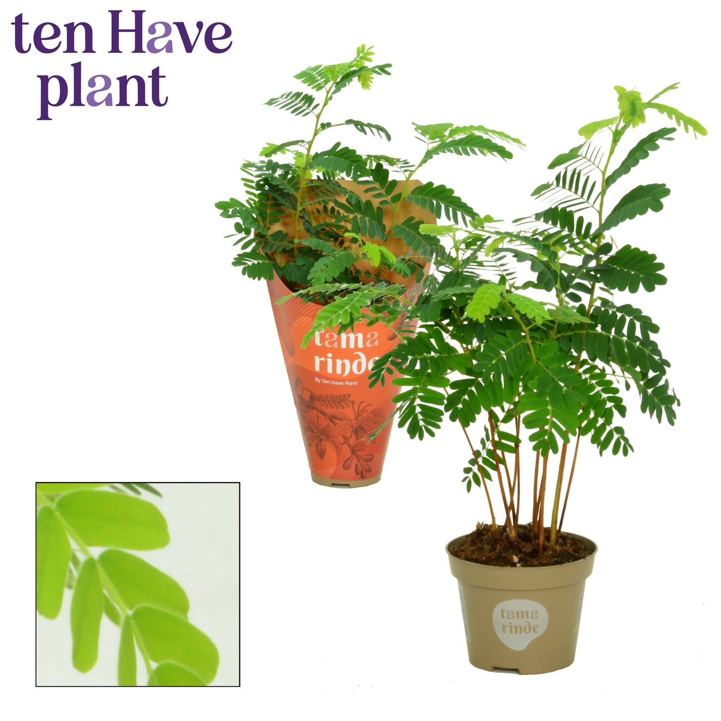 Tamarindus Indica Potcover