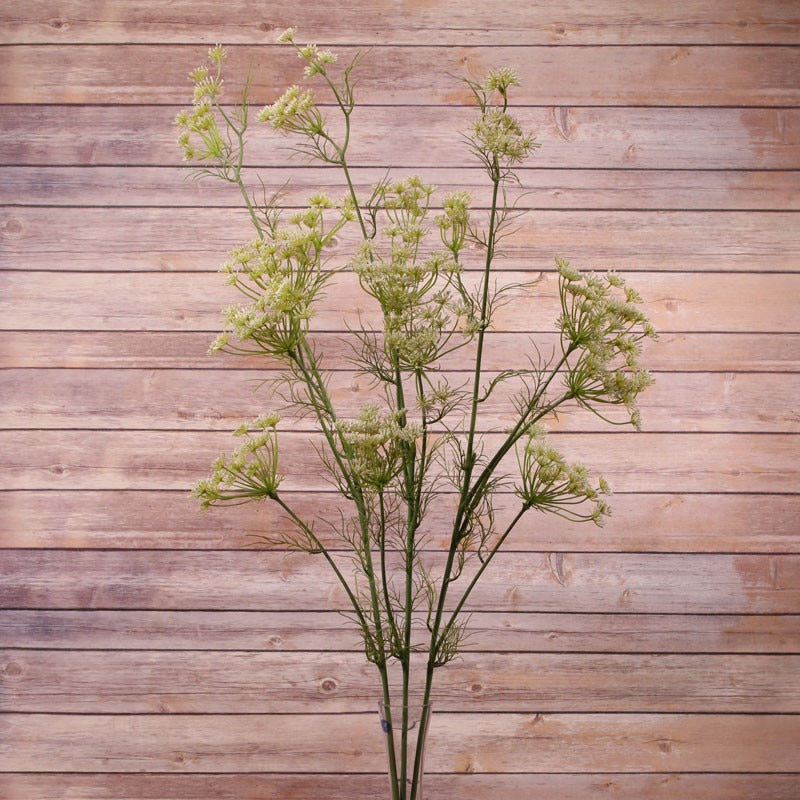 Large Queen Ann Lace