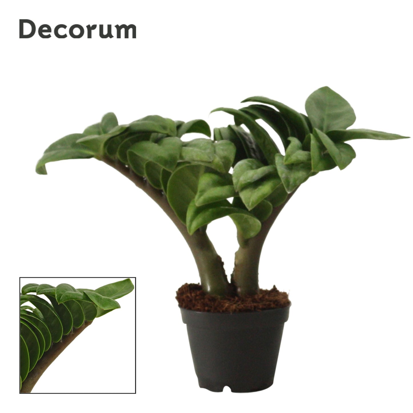 Zamioculcas Zamiifolia Zenzi 2pp