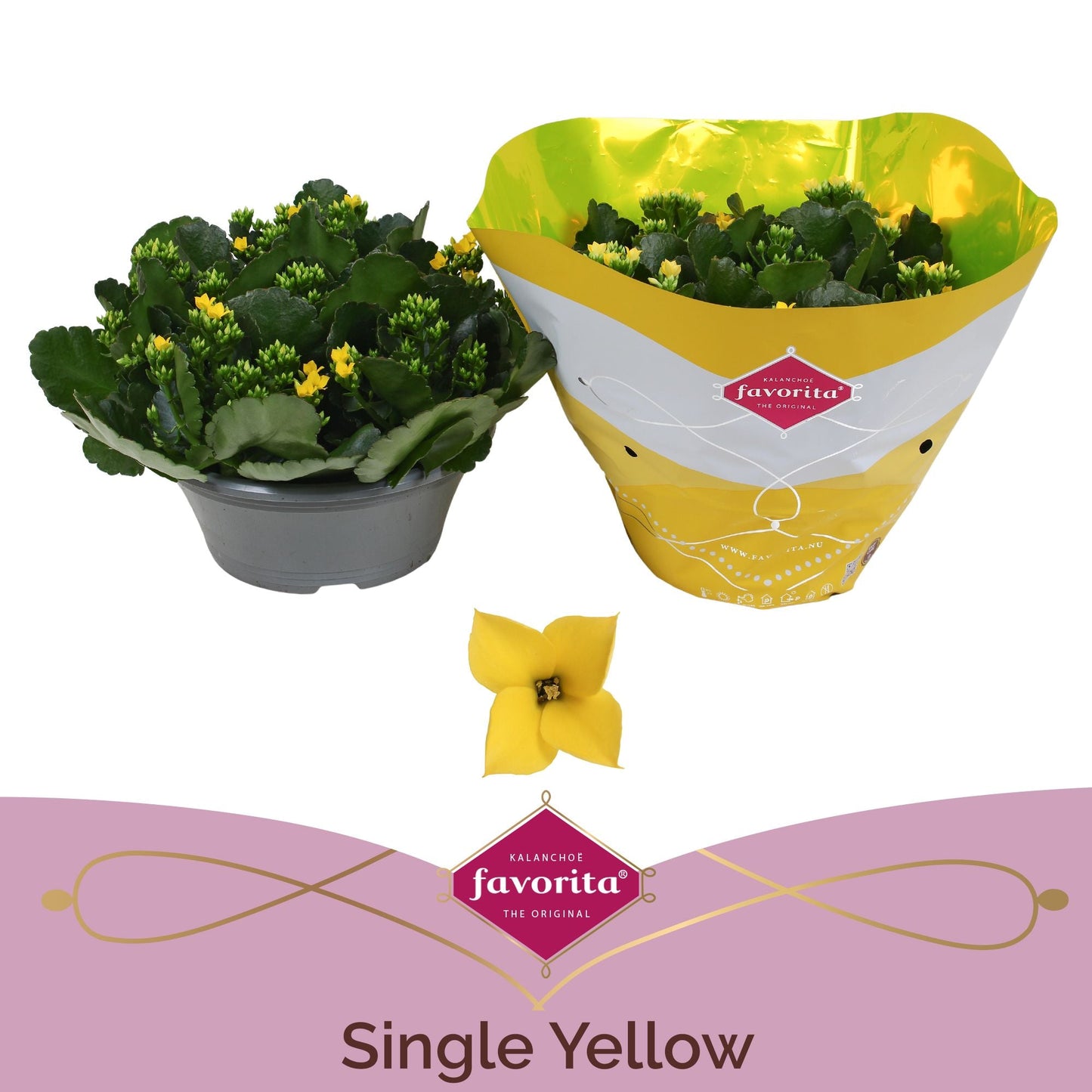 Kalanchoe Bl Geel Tst