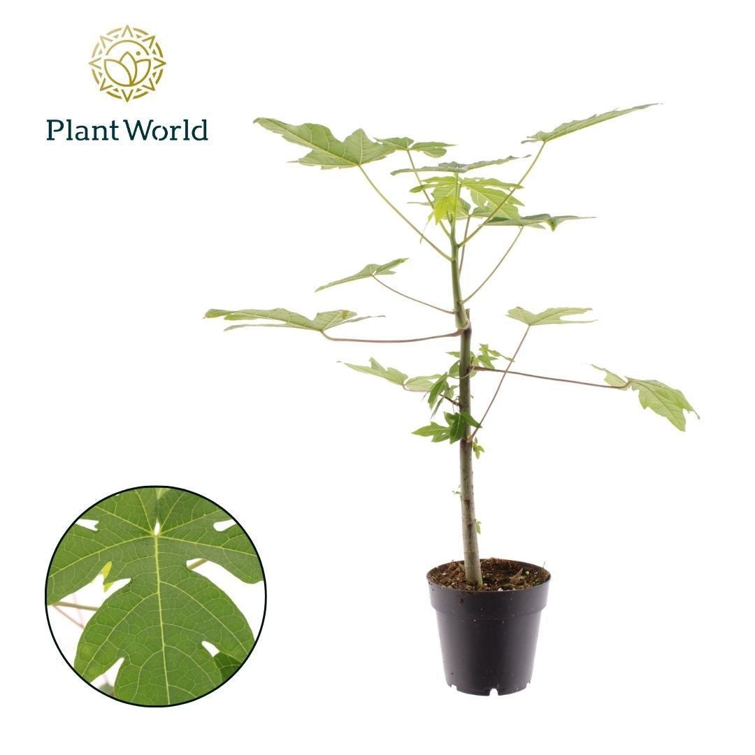 Carica Papaya