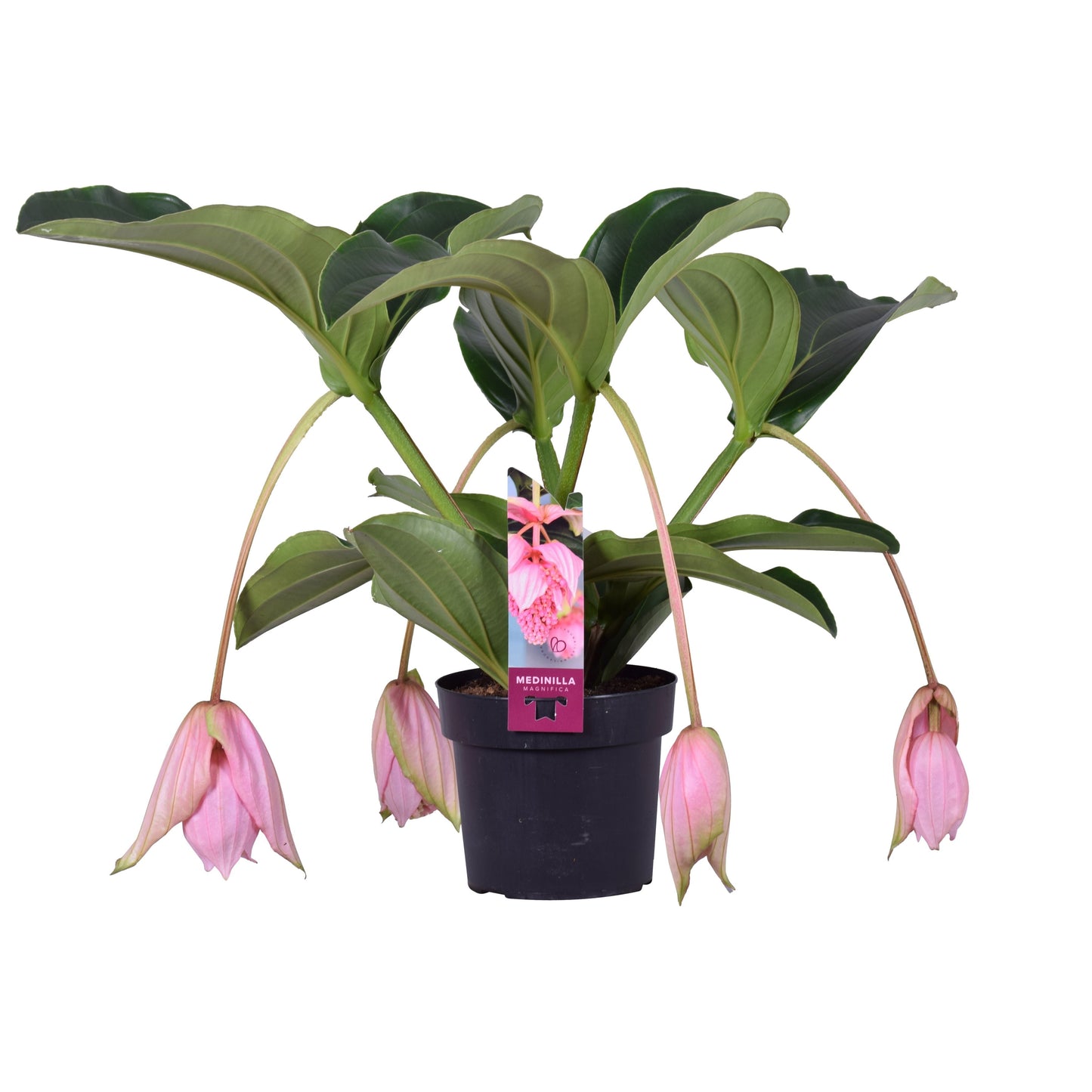 Medinilla Magnifica 4 Knop