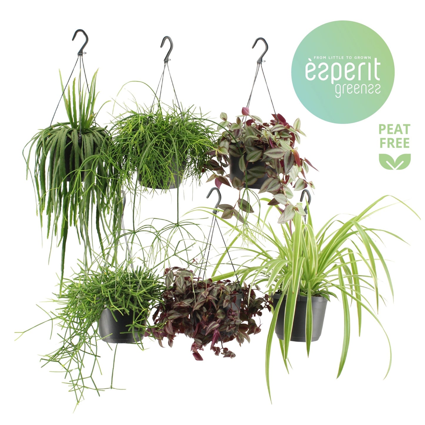 Ov Kamerplanten Gemengd Hangpot