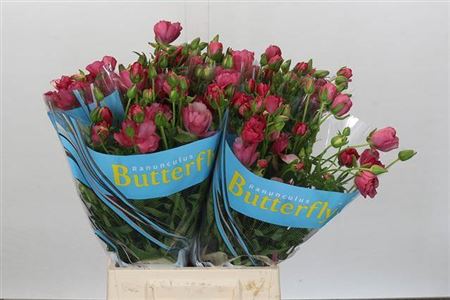 Ranunculus Butterfly Lycia