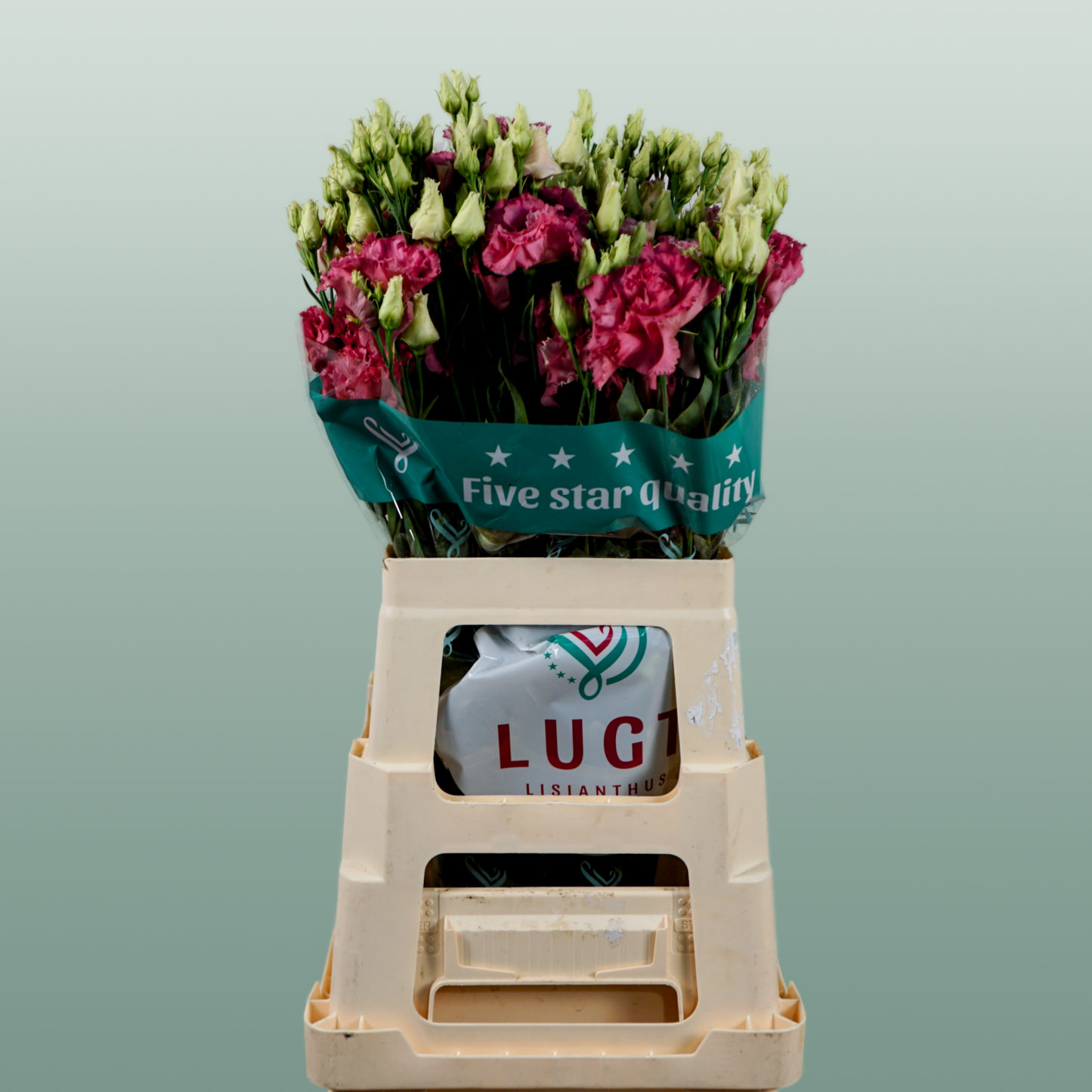 Lisianthus Alissa Rose Pink