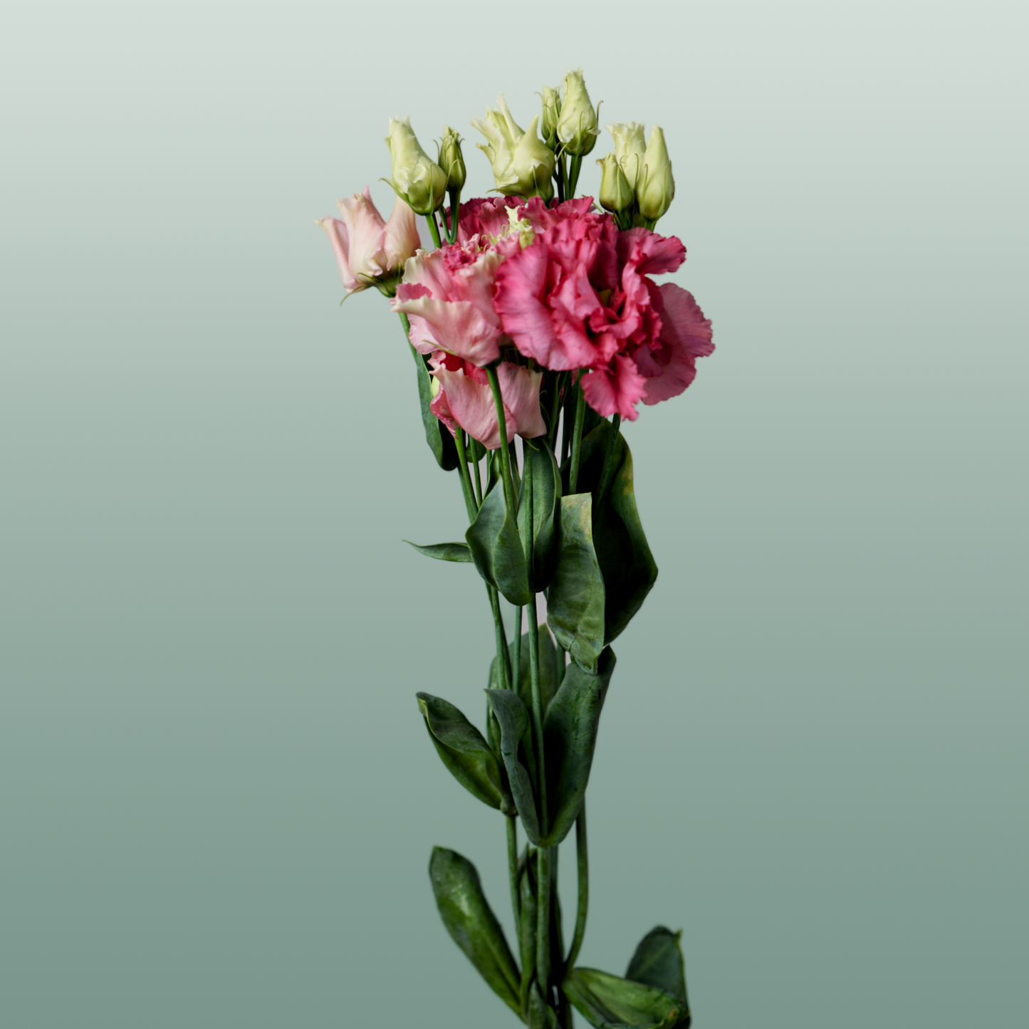 Lisianthus Alissa Rose Pink