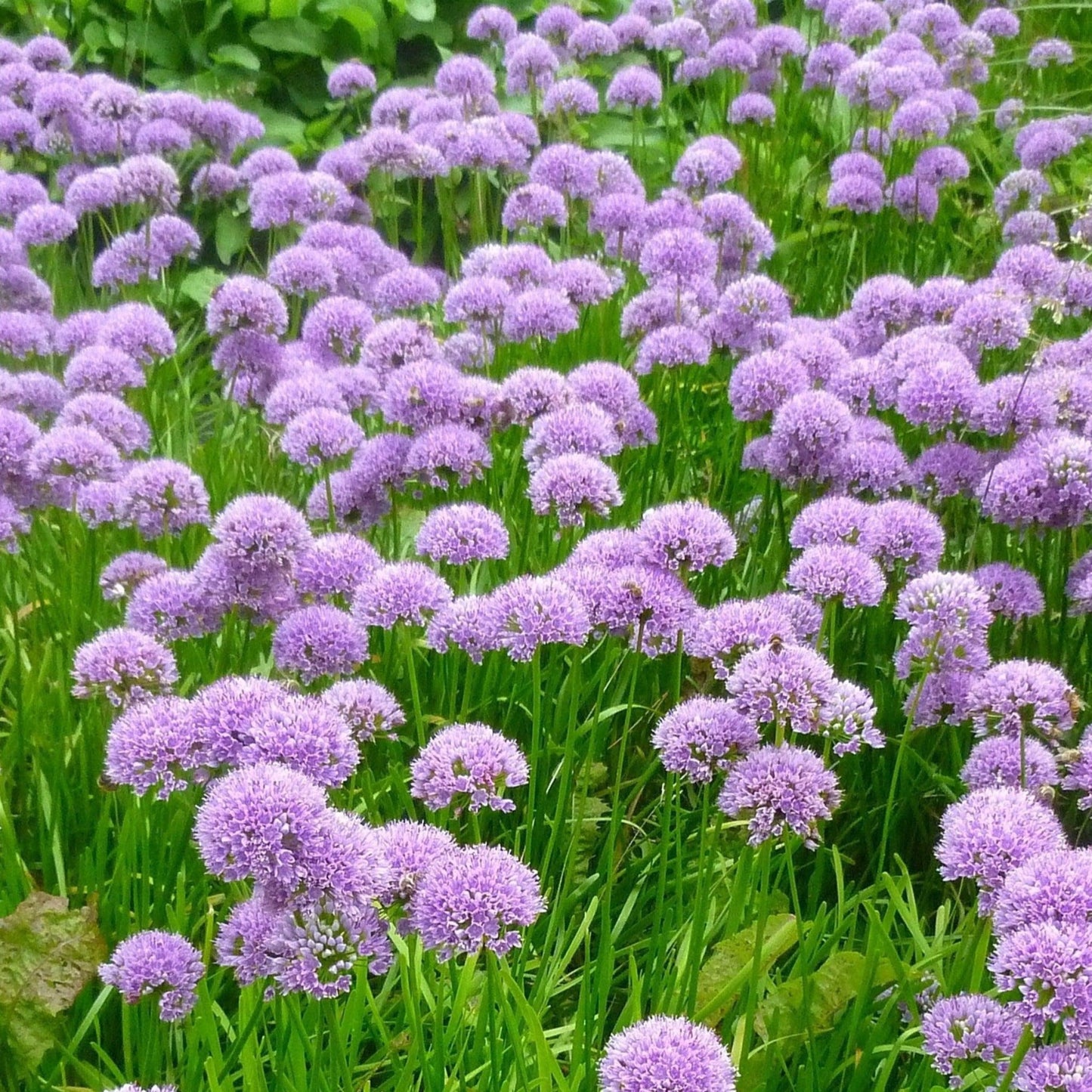 Allium 'Millenium' 2L