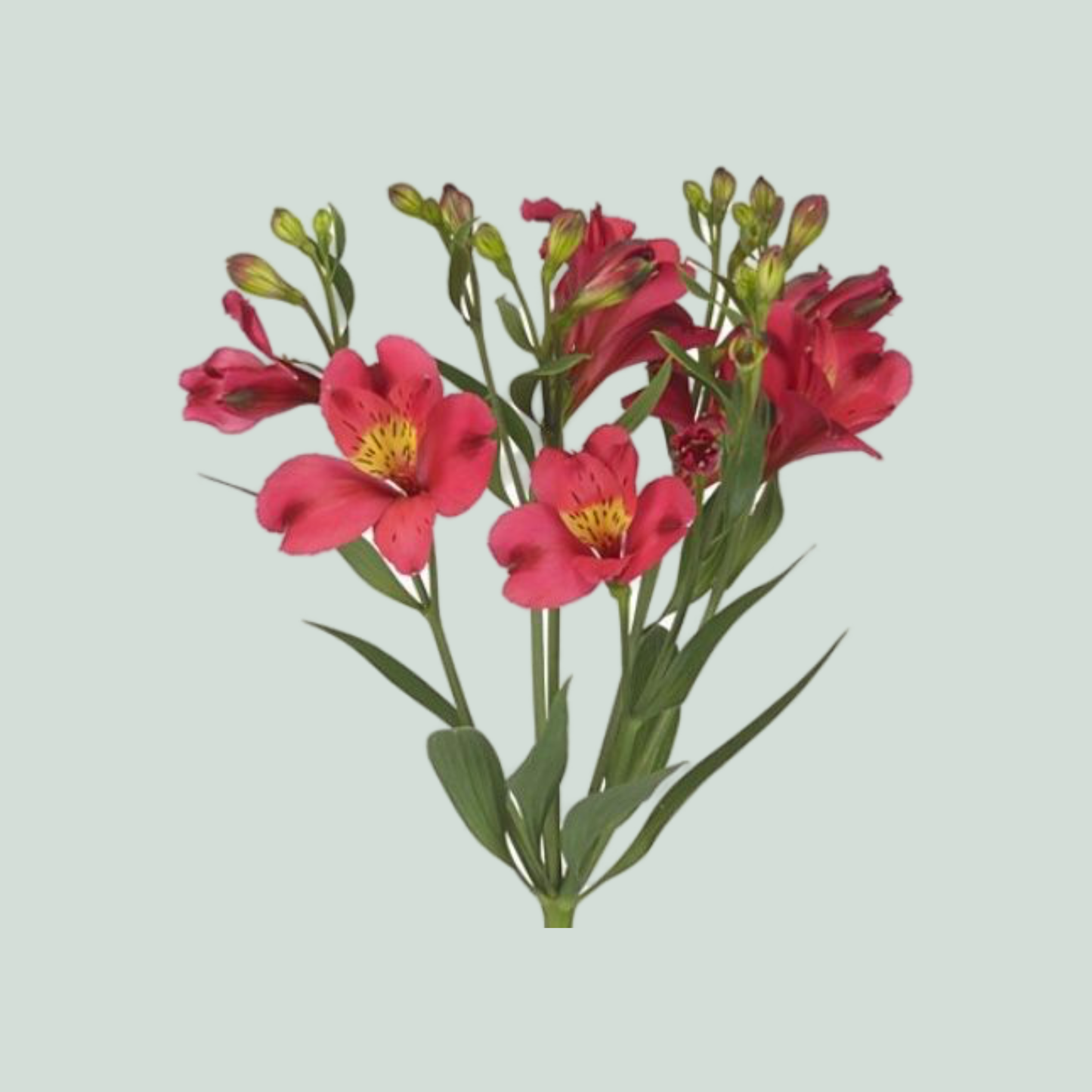 Alstroemeria Rome