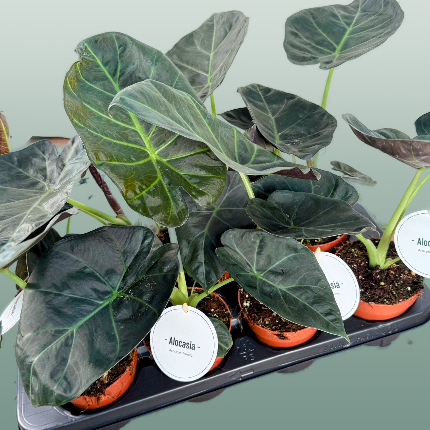 Anthurium Regale