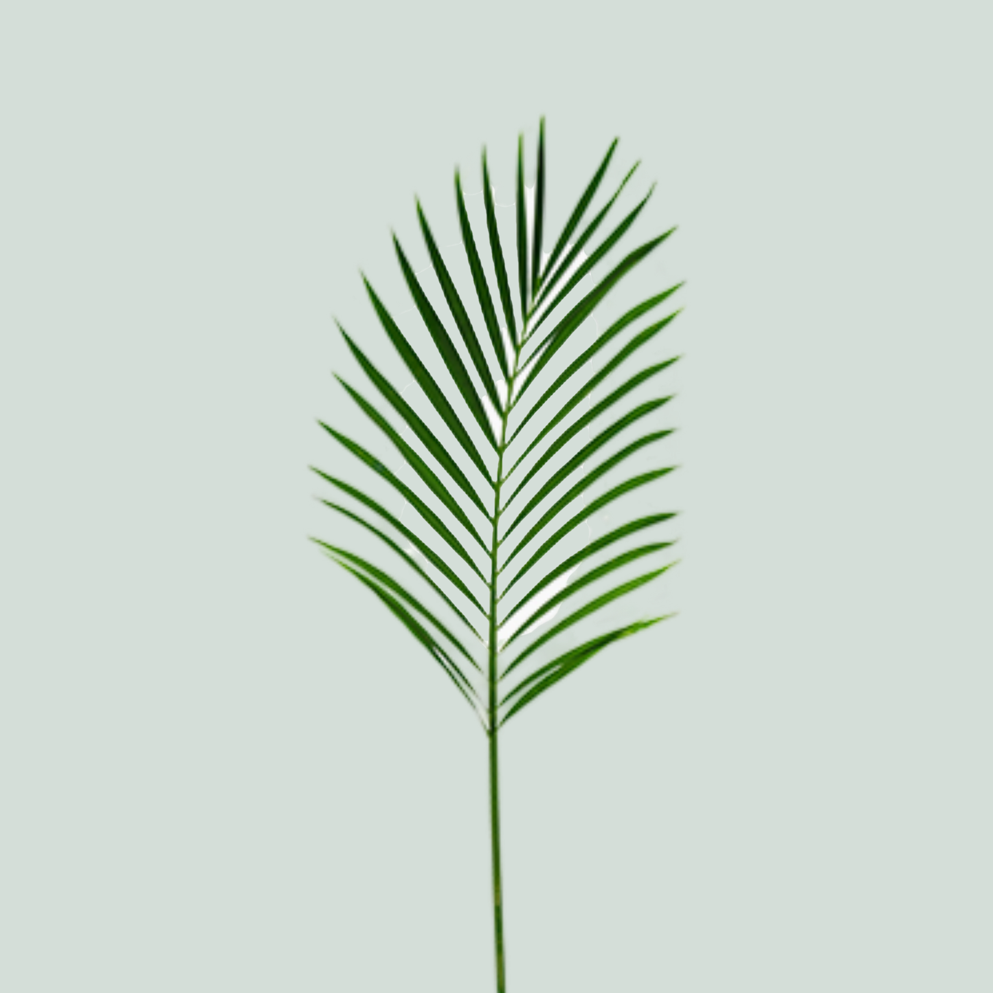 GR Areca (Catpalm)