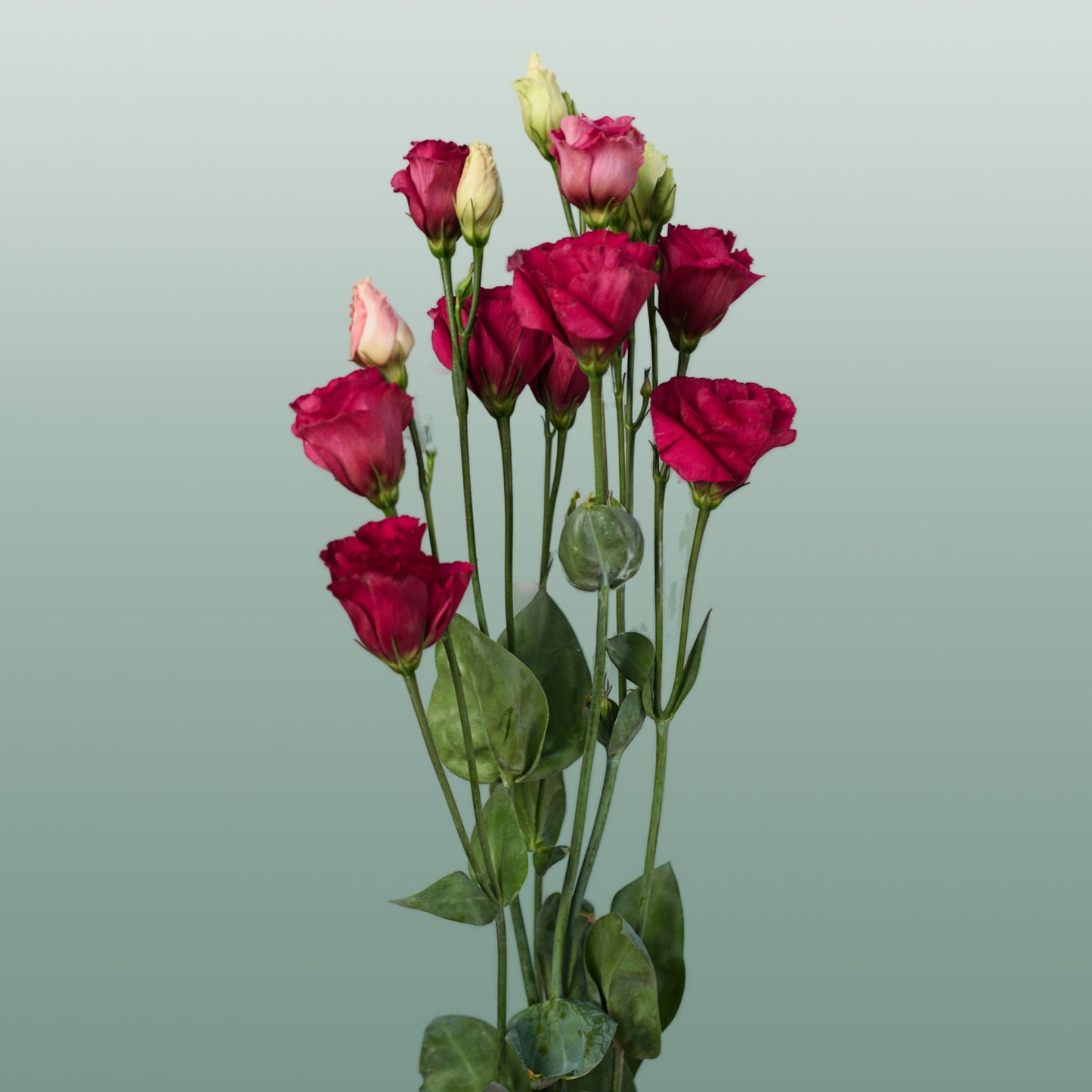 Lisianthus Arosa Red