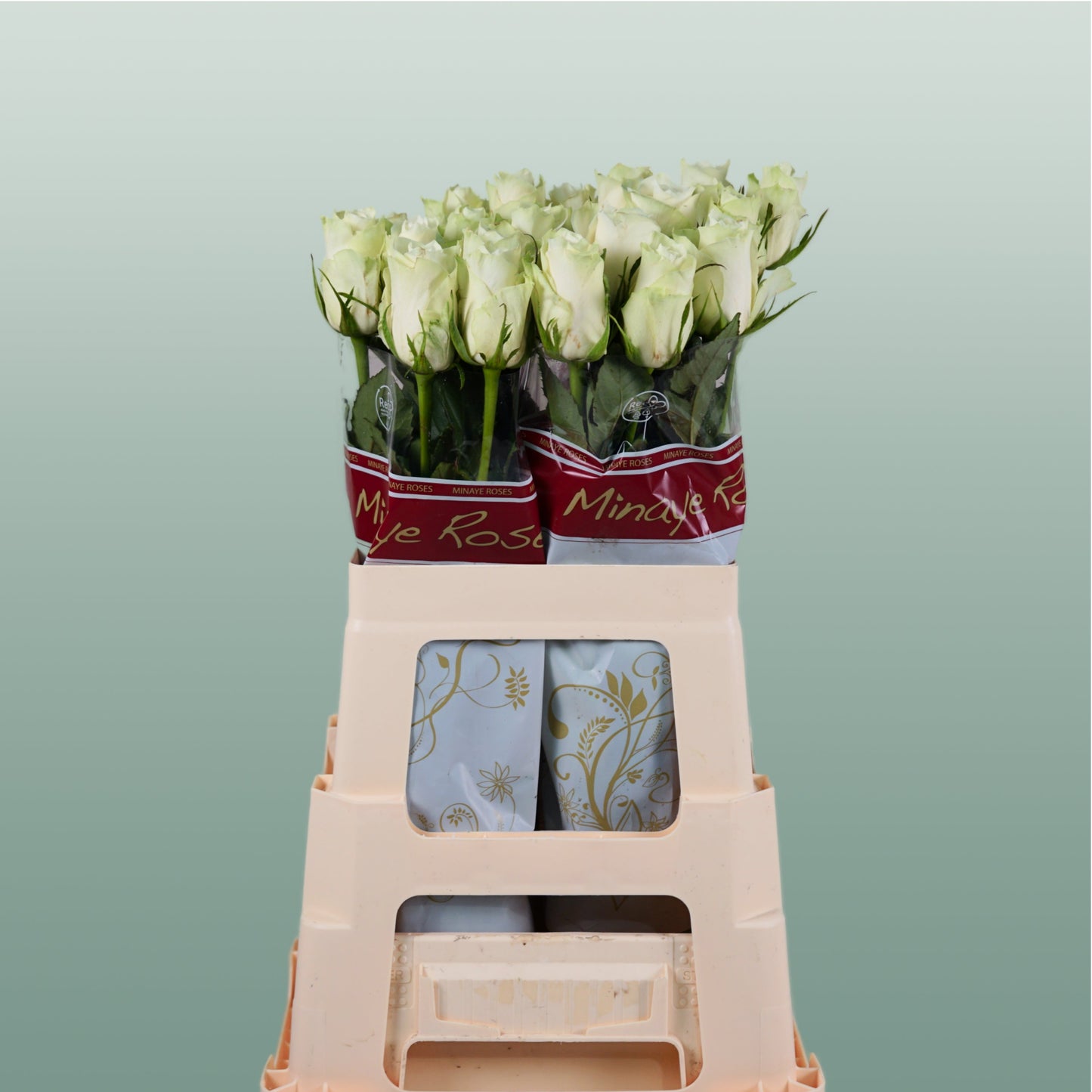 Rose - Rosa - Athena