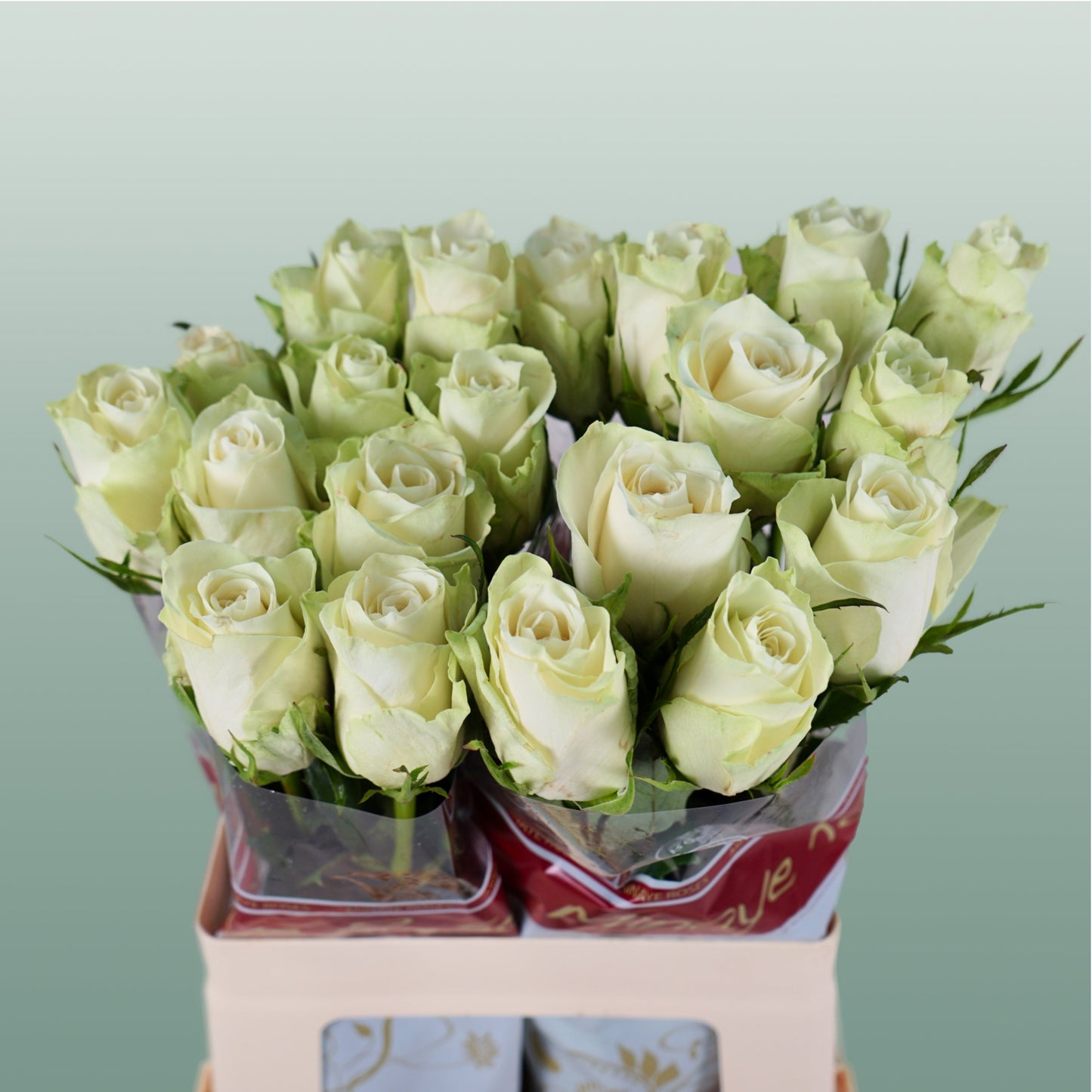Rose - Rosa - Athena