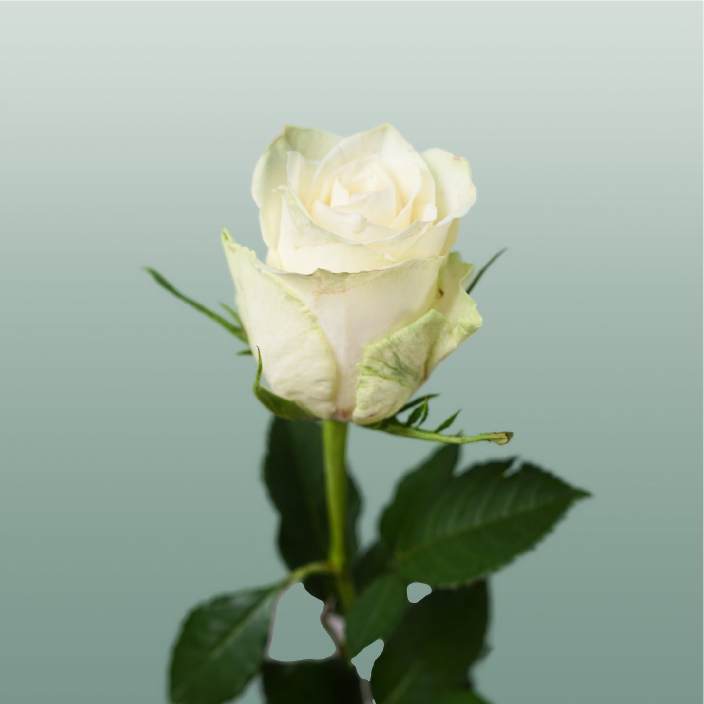 Rose - Rosa - Athena
