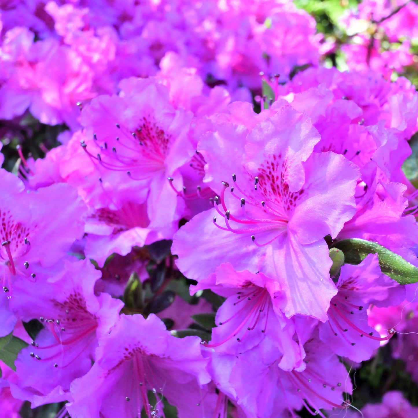 Azalea 'Koningstein' 1.5L