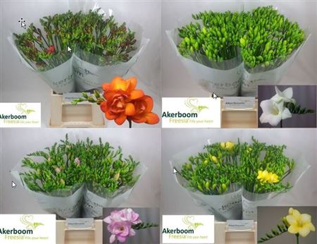 Freesia Ton sur Ton Mix