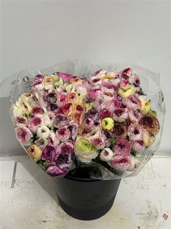 Ranunculus Elegance Cappucino Mix