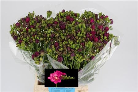 Freesia Purple Wholesalers Choice