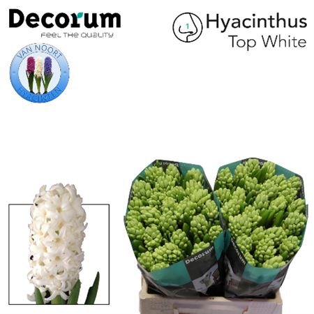 Hyacinth Top White