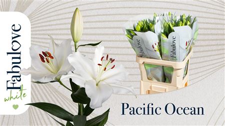 Lily - Lilium - Oriental Group